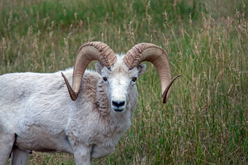 Fototapeta premium Captive Dahl Sheep with big Curl