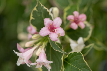 little pink and white flowers