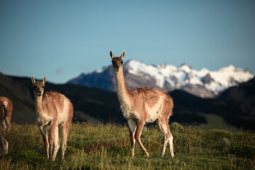 Patagonia