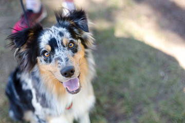 australian shepherd dog