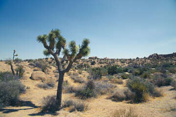 joshua tree national park