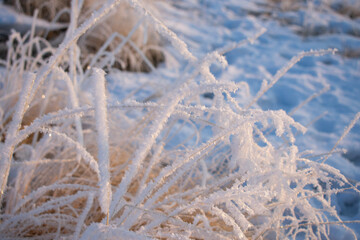frost covered branches