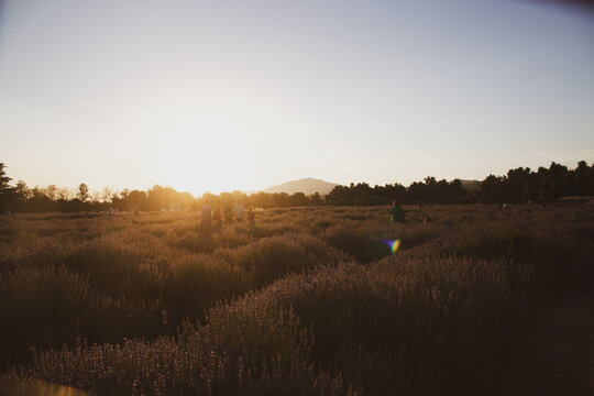 Golden hour in a field © Timothy