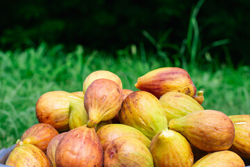Organically Grown Backyard Eco Figs