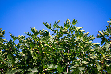 Fototapeta na wymiar Organically Grown Backyard Eco Figs