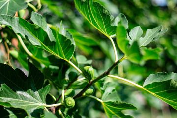 Organically Grown Backyard Eco Figs