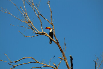 Tucano