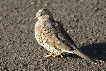 Rolinha fogo apagou