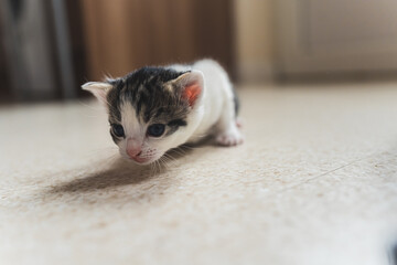 Little tabby kitten with cute ears sniffing on beige dotted floor. Neutral background. Indoor medium closeup. Domestic animal concept. High quality photo