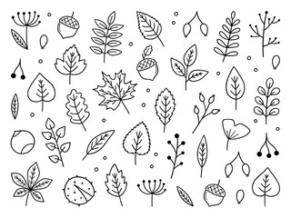 Autumn leaves and berries doodle set. Hello Autumn elements: leaves, herbs, chestnut, acorn in sketch style. Hand drawn vector illustration isolated on white background