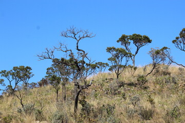 Obraz premium Cerrado