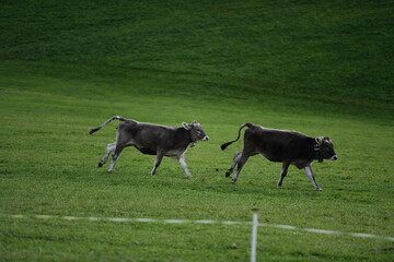 running cows in a field