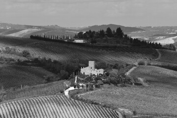 vineyard in the morning