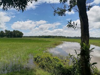 rice field