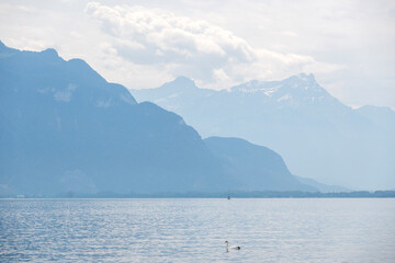 Obraz premium Landscape from town of Vevey to Lake Geneva, Switzerland