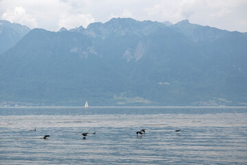 Obraz premium Landscape from town of Vevey to Lake Geneva, Switzerland