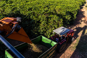 Vera Cruz, Sao Paulo, Brazil, June 07, 2023. Harvester dumps the harvested coffee beans into a...