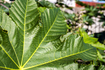 Ricinus communis L. plant, known as castor bean, on a farm in Brazil. It is a plant of the euphorbiaceae family, whose main product is castor oil in medicine and used as raw material for biodiesel