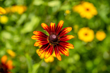 yellow flower field
