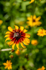 yellow flower field