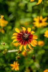 yellow flower field