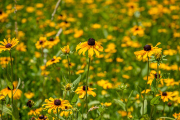 Obraz premium yellow flower field