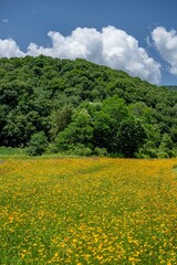 Fototapeta na wymiar yellow flower field