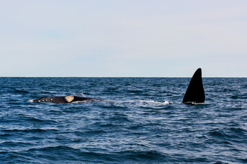 Fototapeta premium Puerto Madryn - Argentina