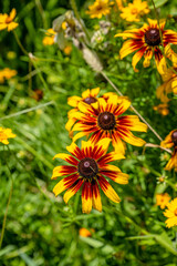 yellow flower field