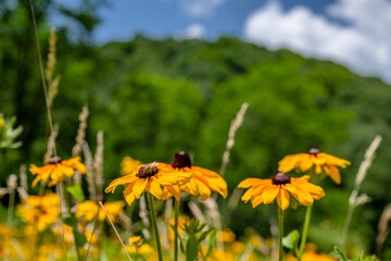 Obraz premium yellow flower field