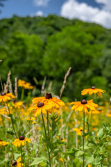 Obraz premium yellow flower field