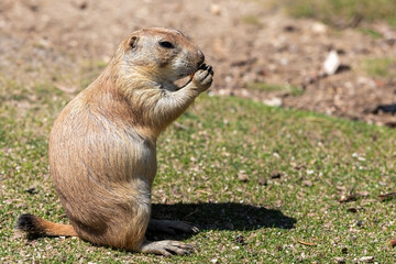 Prairie dog eating with front paws. Small and wild rodents. Close-up of a predator-watchful rodent.
