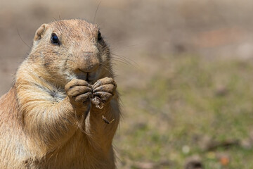 Prairie dog eating with front paws. Small and wild rodents. Close-up of a predator-watchful rodent.