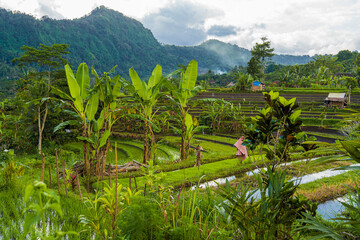 Reisterrassen auf Bali