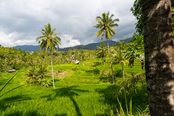 Fototapeta na wymiar Kokosnuss-Palmen und Reisfelder auf Bali