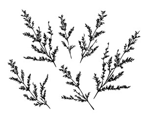 Nature flowers spring summer beauty peonies heathers branches tattoo print stamp 