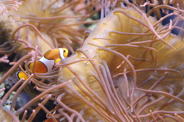 Fish at the Shedd Aquarium in Chicago, IL