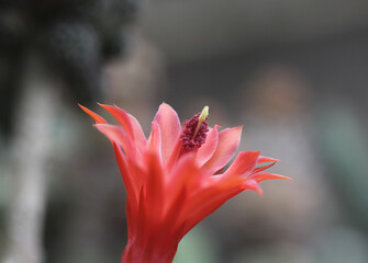 El del bello color rosado: Cleistocactus winterii