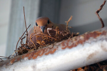 Mourning Dove on Nest Close Up