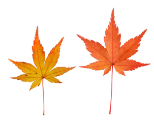 イロハモミジ　12月撮影