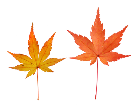 イロハモミジ　12月撮影