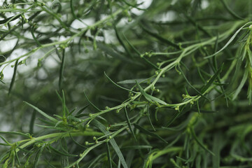 Naklejka premium Fresh tarragon sprigs on white background, selective focus