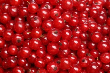Many tasty fresh red currants as background, closeup