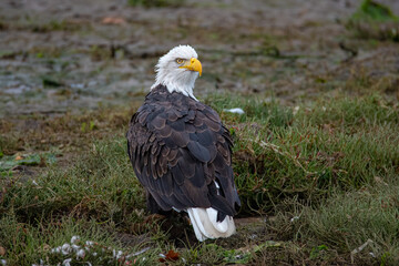 Beautiful Bald Eagle