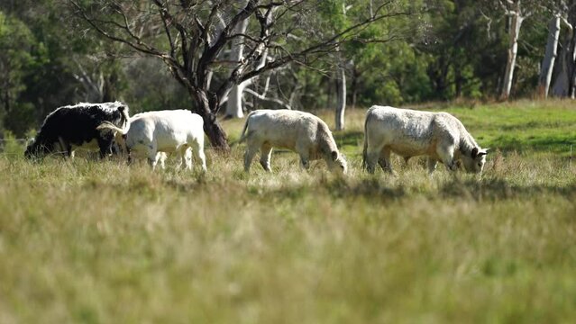 Cows grazing in a field practicing sustainable agriculture on a native grassland 