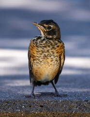 American Robin fledgling standing and looking at camera. Cuesta Park, Santa Clara County, California.