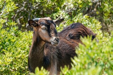 Cretan Goat, in Crete, Greece - obrazy, fototapety, plakaty
