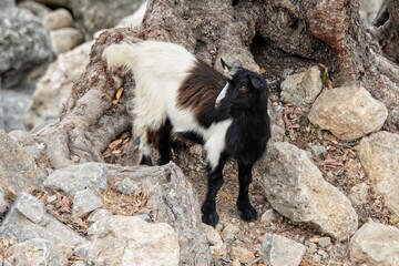 Cretan Goat, in Crete, Greece