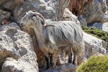 Cretan Goat, in Crete, Greece - obrazy, fototapety, plakaty