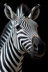 Fototapeta na wymiar A portrait of a zebra with black background. Generative AI. 